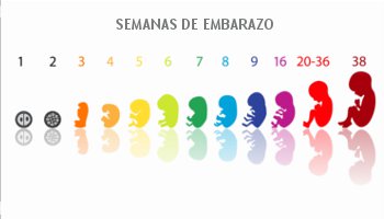 alma Magistrado División Embarazo Semana a Semana: la Guía Completa